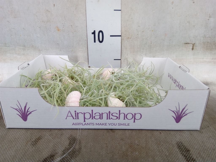 <h4>Arr.  Tillandsia L%</h4>