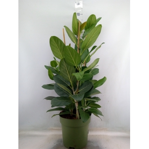 Ficus benghalensis 'Audrey'