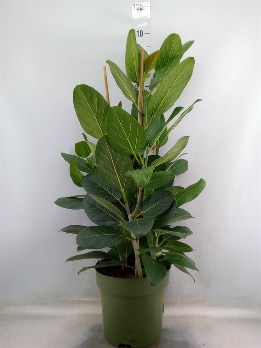 <h4>Ficus benghalensis 'Audrey'</h4>