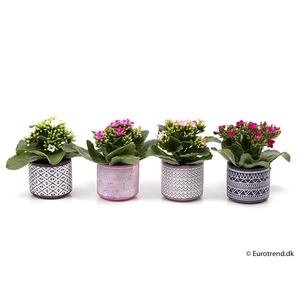 KALANCHOE BLOSS P6 E 1628 ZOMER