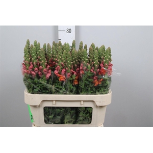 Antir Avignon D Oran