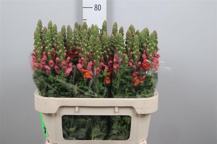 <h4>Antir Avignon D Oran</h4>