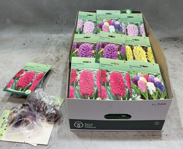 <h4>.Hyacinthus (dry bulbs)</h4>