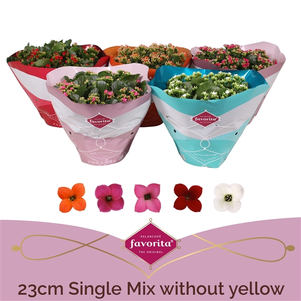 <h4>Kalanchoë Single Mix in SV.COloursleeve - without yellow</h4>