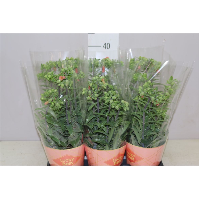 <h4>Kalanchoe Lucky Bells</h4>