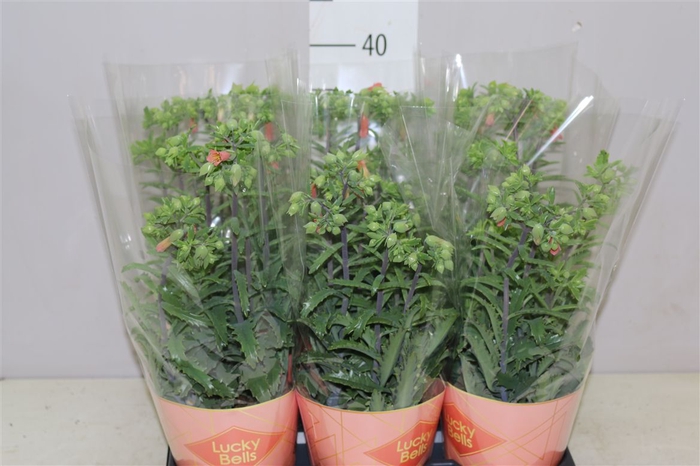 Kalanchoe Lucky Bells