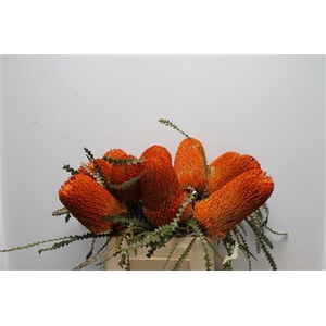 Banksia Speciosa Orange