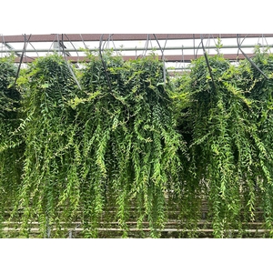 Aeschynanthus Japhrolepis XXL