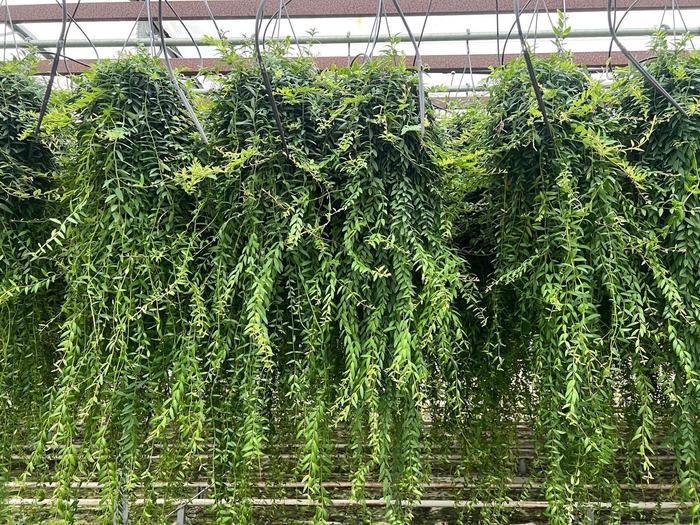 <h4>Aeschynanthus Japhrolepis XXL</h4>