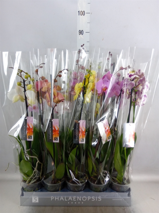 <h4>Phalaenopsis   ...mix  8</h4>