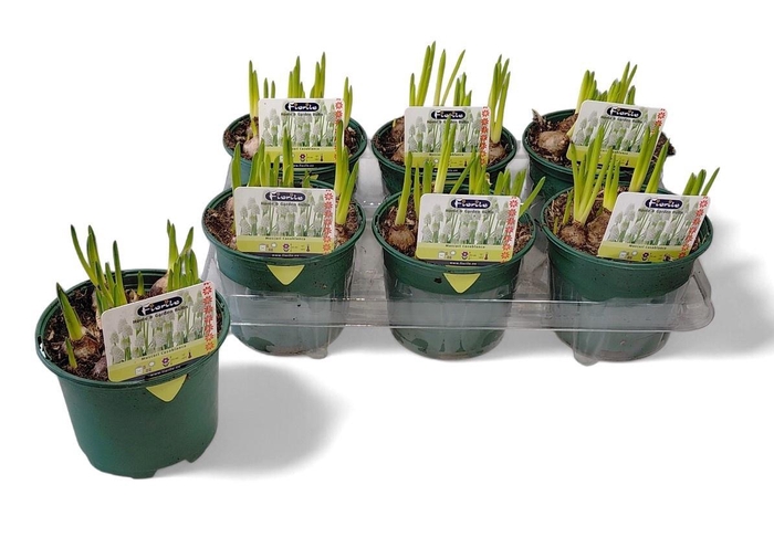 <h4>MUSCAR CASABLANCA</h4>