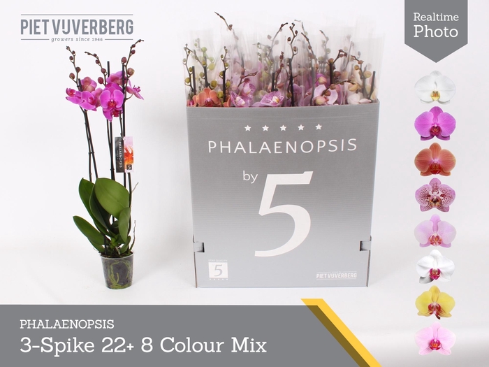<h4>PHAL GEM 8 KL</h4>