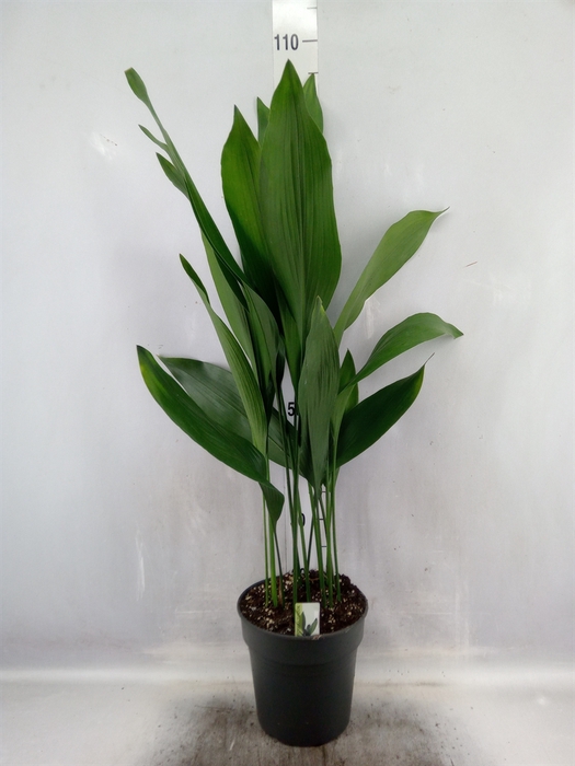 <h4>Aspidistra elat.</h4>