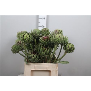Cynara Sc Green Glob