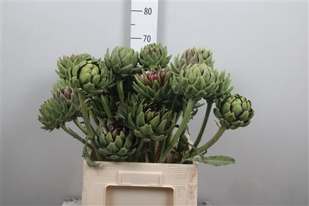 <h4>Cynara Sc Green Glob</h4>