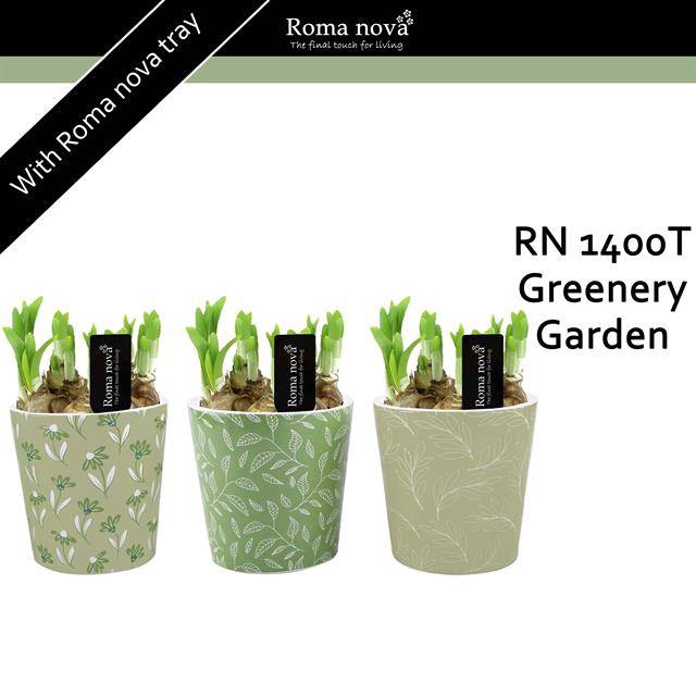 <h4>arr4 Narcis RN - Greenery garden</h4>