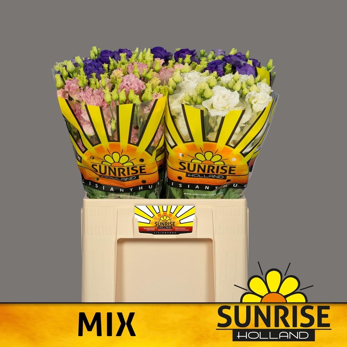 <h4>EUS G GEM IN FUST</h4>