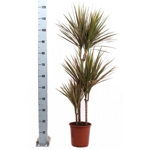 Bicolor P21 60-30-15