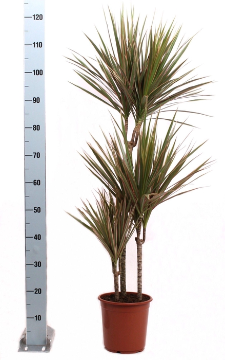 <h4>Bicolor P21 60-30-15</h4>