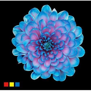 Chr T Altaj Bubblegum