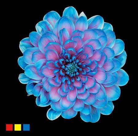 <h4>Chr T Altaj Bubblegum</h4>