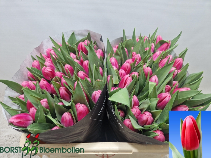 <h4>TU EN CIRCUIT</h4>