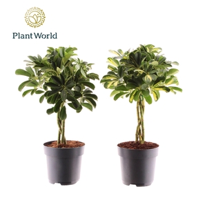 Schefflera arbor.   ...