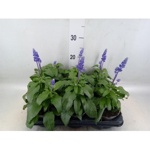 Salvia nemorosa   ...