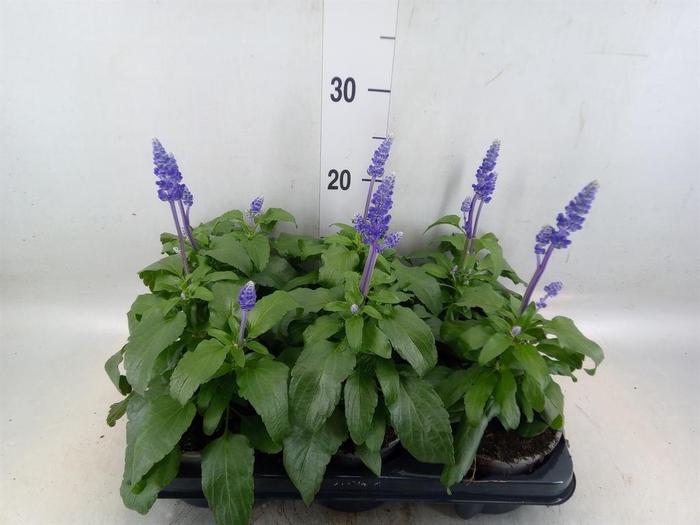 <h4>Salvia nemorosa   ...</h4>
