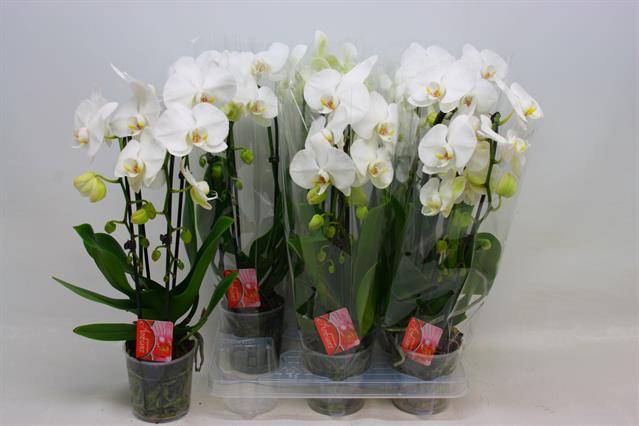 <h4>PHAL CASCADE WHITE 2 TAK</h4>