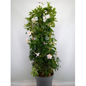 Mandevilla am. 'Diaman Jade White'