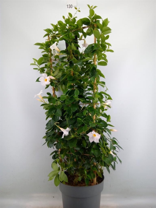<h4>Mandevilla am. 'Diaman Jade White'</h4>