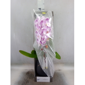 Phalaenopsis   ...lilac