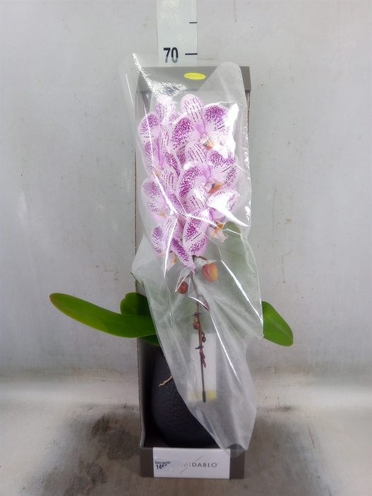 <h4>Phalaenopsis   ...lilac</h4>