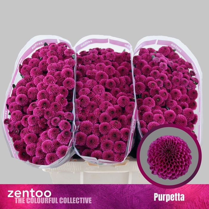 <h4>CHR SAN AAA PURPETTA CHR S AAA PURP</h4>