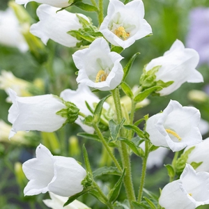 Campanula White