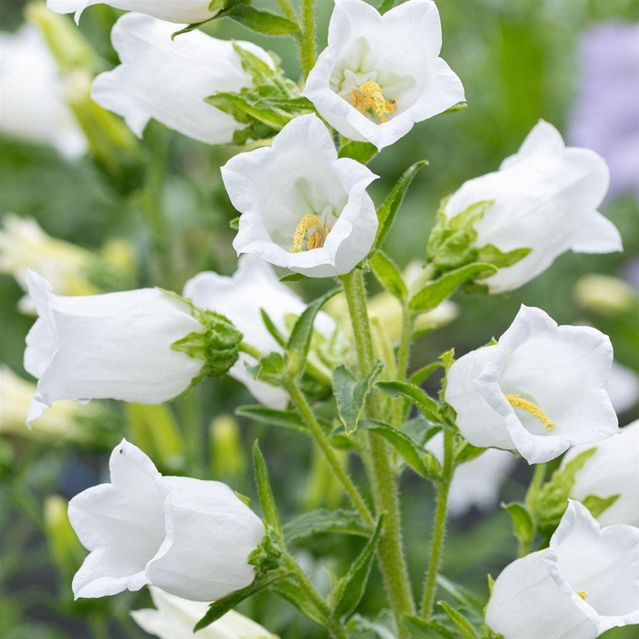 <h4>Campanula White</h4>