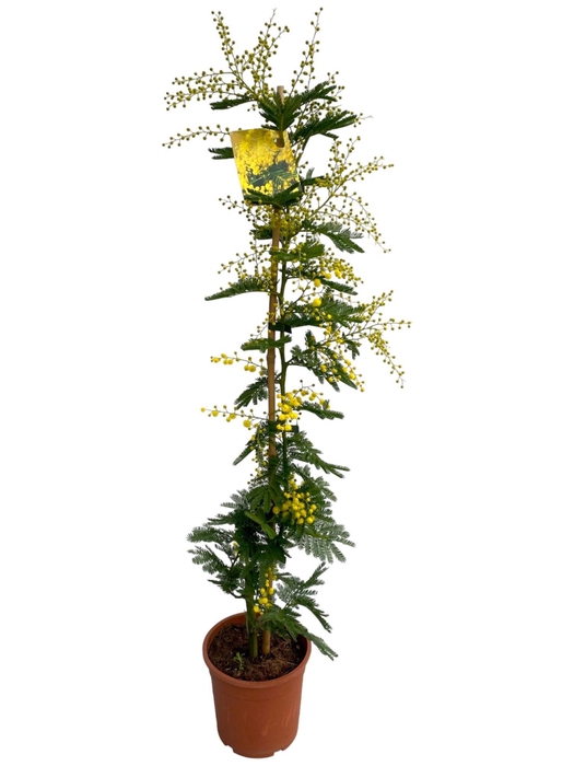 <h4>ACACIA PARADOXA</h4>