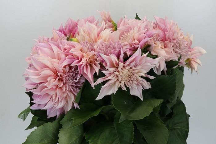 Dahlia Cafe Au Lait