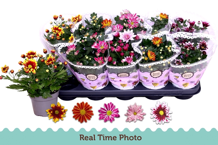 <h4>CHRYS GEM 2 KL BLOEM</h4>