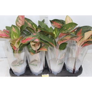 AGLAONEMA LAWAN P12