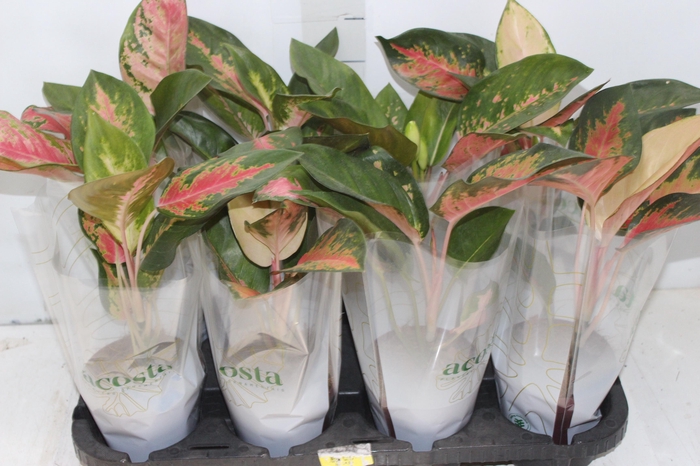 <h4>AGLAONEMA LAWAN P12</h4>