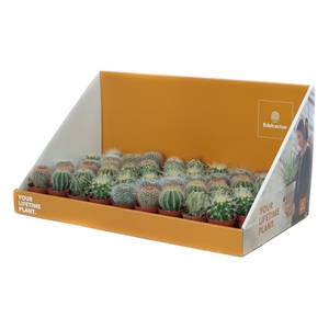 Cactus bollen 5,5 cm in grote showdoos your lifetime plant