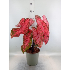 Caladium   ...