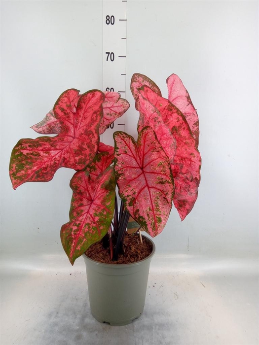 <h4>Caladium ...</h4>