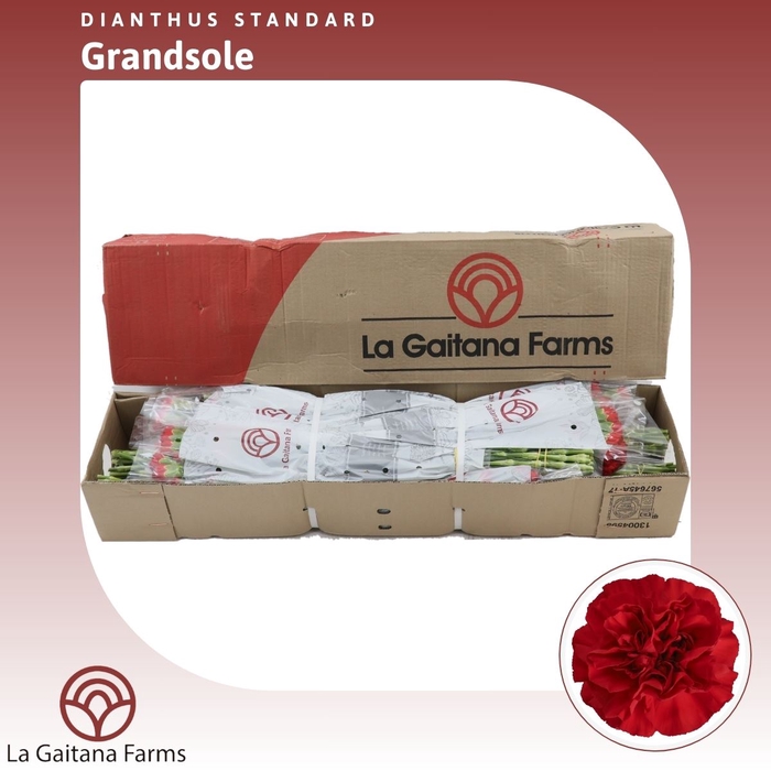 <h4>Dianthus St Grandsole</h4>