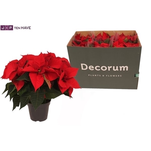 Poinsettia X-Mas Eve Rood 6 + in Deense Doos