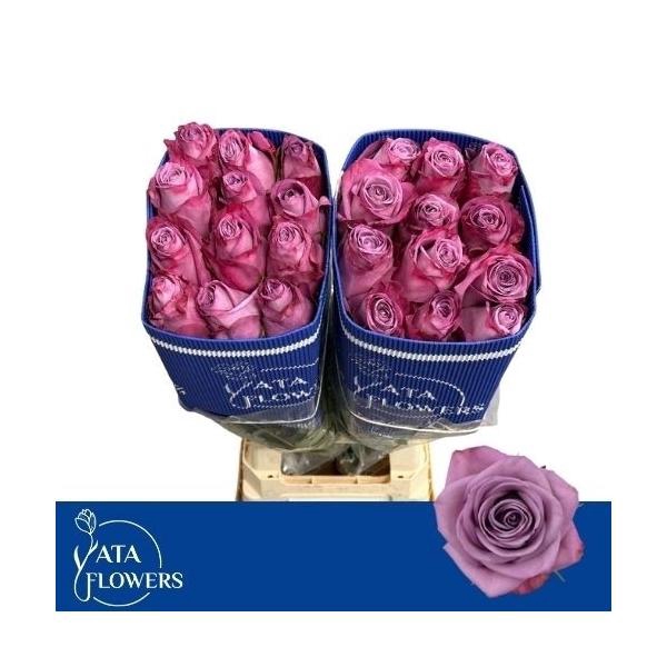 <h4>R Gr Moody Blues</h4>