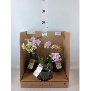 Phalaenopsis   ...mix