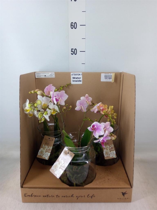 <h4>Phalaenopsis   ...mix</h4>